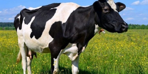 Šta učiniti ako krava psuje